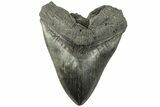 Fossil Megalodon Tooth - South Carolina #221805-1